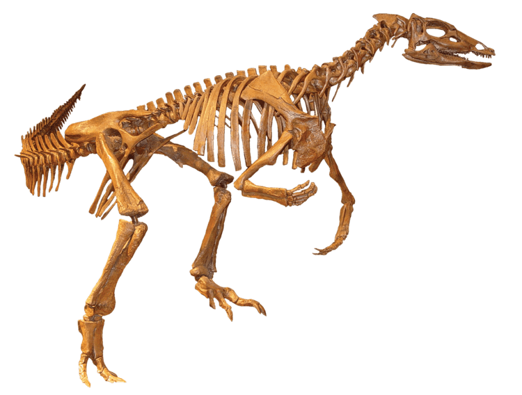 Thescelosaurus Thescelosaurus neglectus by Triebold Paleontology Inc