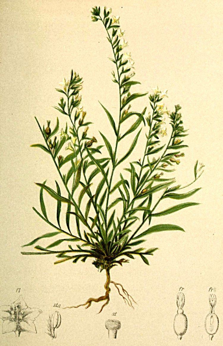 Thesium FileThesium alpinum Atlas Alpenflorajpg Wikimedia Commons