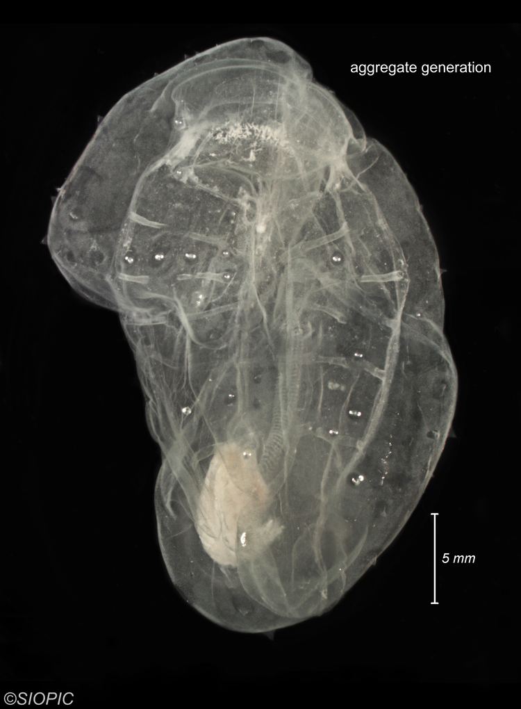 Thetys vagina Thetys vagina Zooplankton Guide