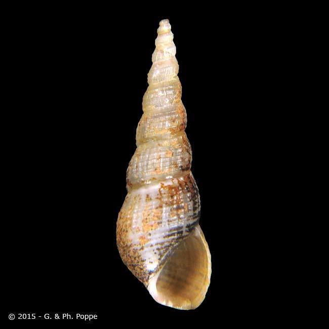 Thiaridae THIARIDAE Melanoides tuberculata BELGIUM ID922809 Shell