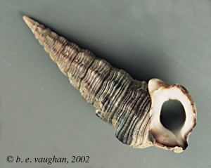 Thiaridae Pyrazus ebeninusThiaridae Family