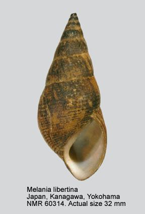 Thiaridae HomeNATURAL HISTORY MUSEUM ROTTERDAM Mollusca Gastropoda
