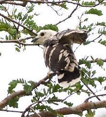 Thick-billed cuckoo httpsuploadwikimediaorgwikipediacommonsthu