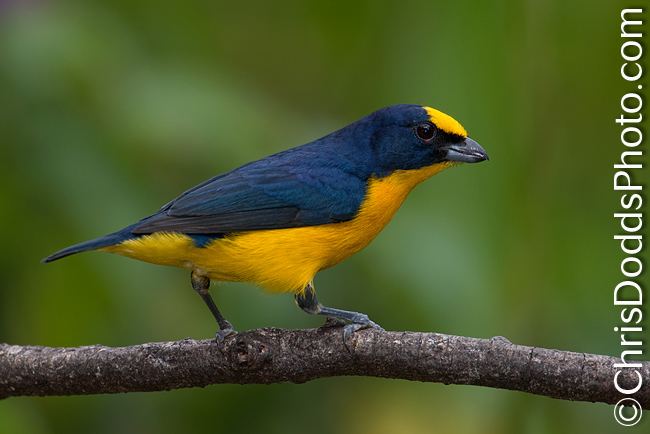 Thick-billed euphonia Nature Photography Blog Nature Photography Blog