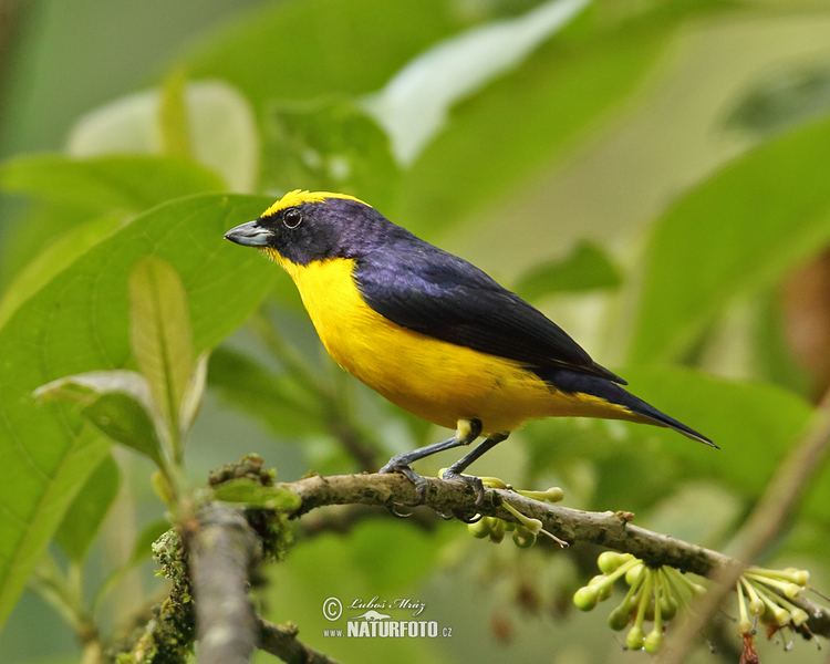 Thick-billed euphonia Thickbilled Euphonia Pictures Thickbilled Euphonia Images