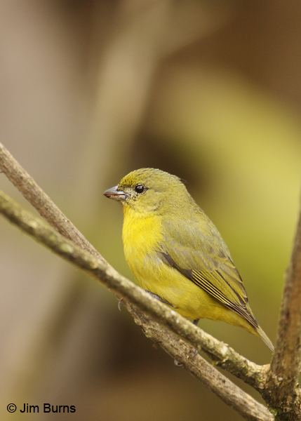 Thick-billed euphonia Costa Rica Thickbilled Euphonia