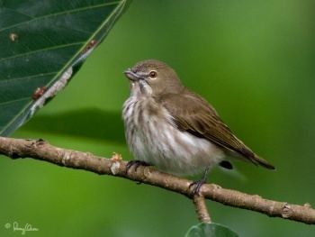 Thick-billed flowerpecker wwwbirdforumnetopusimagesthumb779StripedF