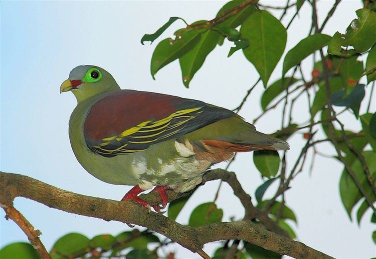 Thick-billed green pigeon Thickbilled green pigeon Wikipedia