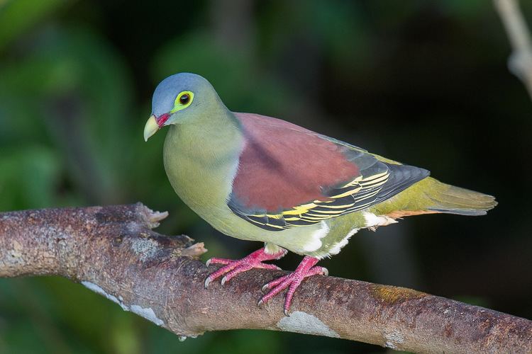 Thick-billed green pigeon Thickbilled Green Pigeon Singapore Birds Project