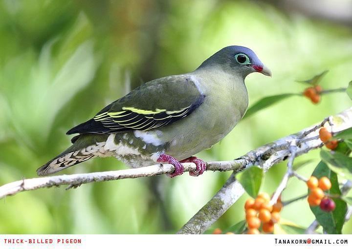 Thick-billed green pigeon Thickbilled Greenpigeon Treron curvirostra videos photos and