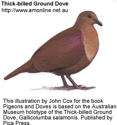 Thick-billed ground dove httpswwwbeautyofbirdscomimagesbirdspigeons