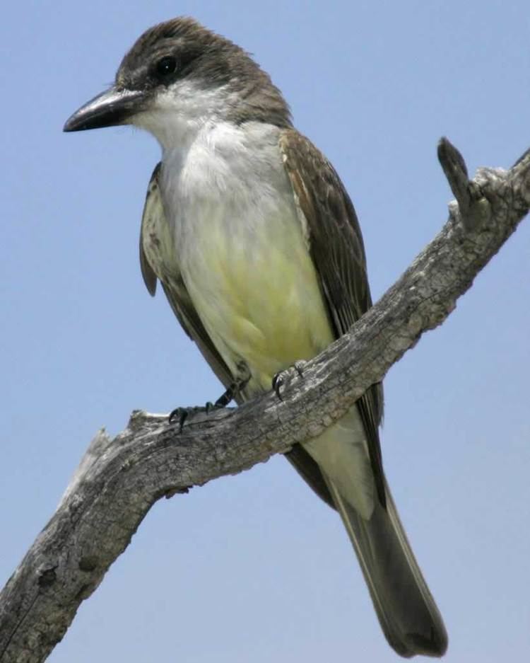 Thick-billed kingbird Thickbilled Kingbird Audubon Field Guide