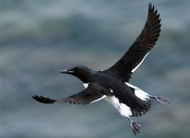 Thick-billed murre Thickbilled Murre Identification All About Birds Cornell Lab of