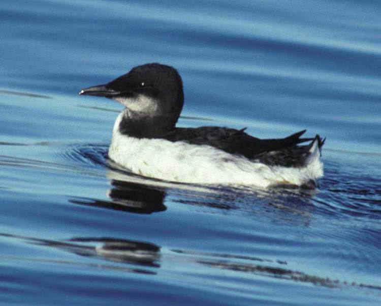 Thick-billed murre Thickbilled Murre Audubon Field Guide