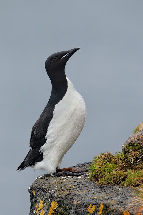 Thick-billed murre Thickbilled Murre 3