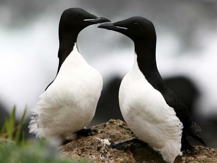 Thick-billed murre httpswwwallaboutbirdsorgguidePHOTOLARGETB