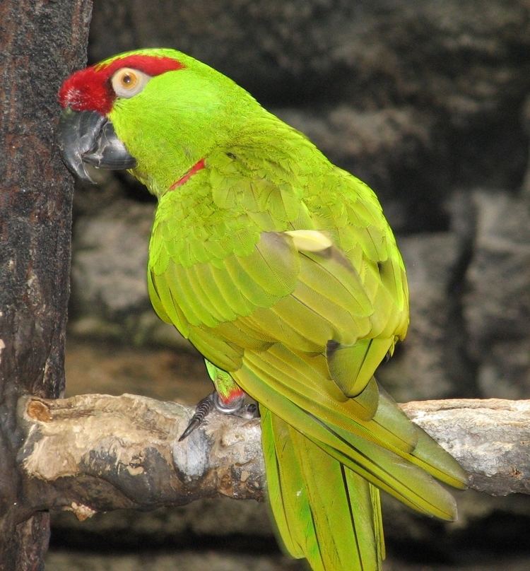 Thick-billed parrot FileThickbilled Parrot 2jpg Wikipedia