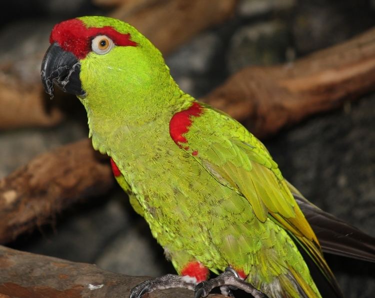 Thick-billed parrot FileThickbilled Parrot 054jpg Wikimedia Commons
