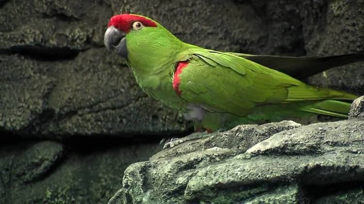 Thick-billed parrot ThickBilled ParrotCincinnati Zoo YouTube