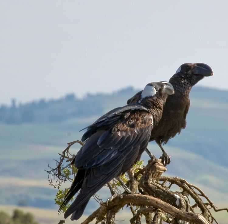 Thick-billed raven FileThickbilled Raven Courtship Simien Mountains Ethiopia
