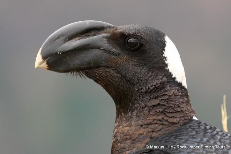 Thick-billed raven Thickbilled Raven Corvus crassirostris videos photos and sound