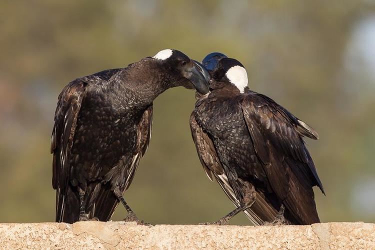 Thick-billed raven Thickbilled Raven Corvus crassirostris videos photos and sound