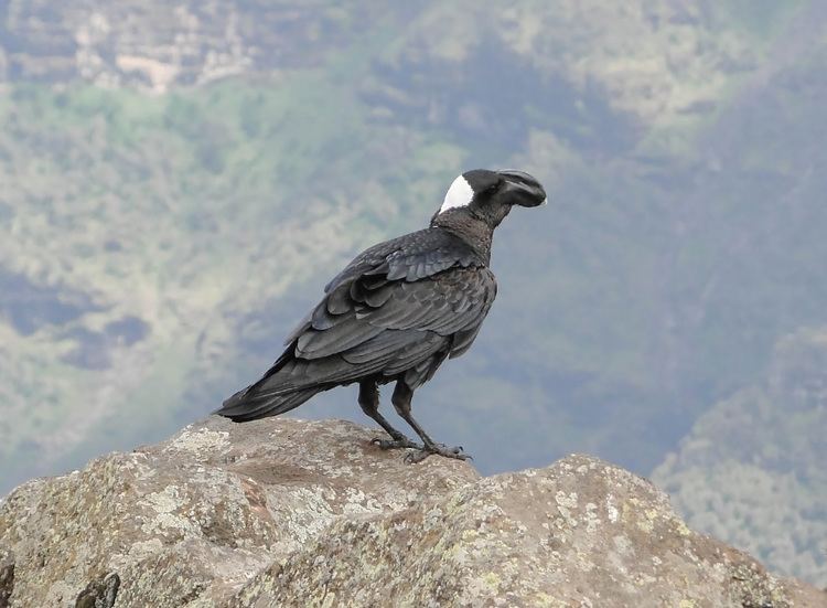 Thick-billed raven httpsuploadwikimediaorgwikipediacommonsee