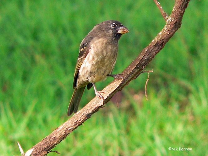 Thick-billed seedeater Thickbilled Seedeater Serinus burtoni videos photos and sound