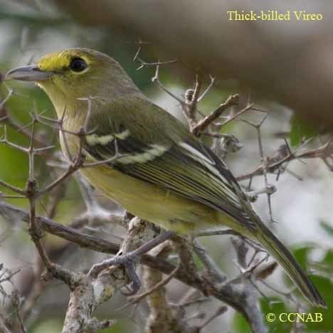 Thick-billed vireo Thickbilled Vireo North American Birds Birds of North America