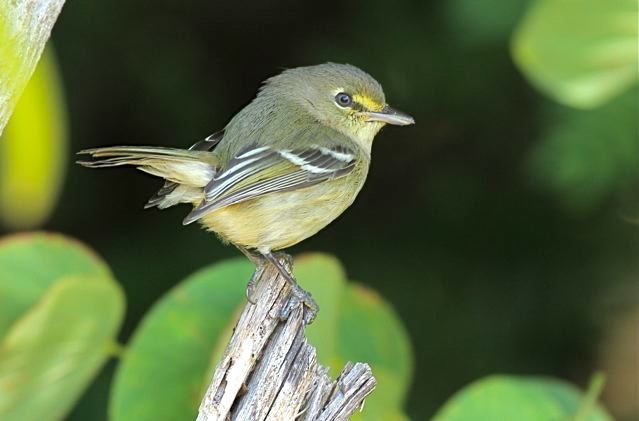 Thick-billed vireo Thickbilled Vireo ID ROLLING HARBOUR ABACO
