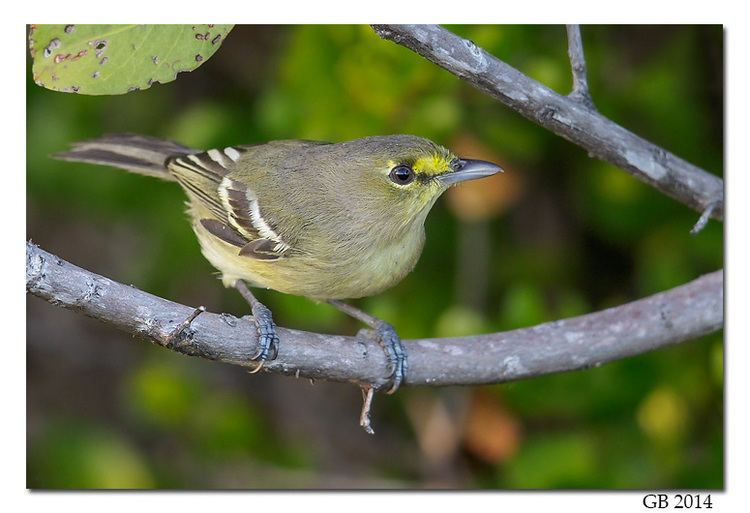 Thick-billed vireo THICKBILLED VIREO