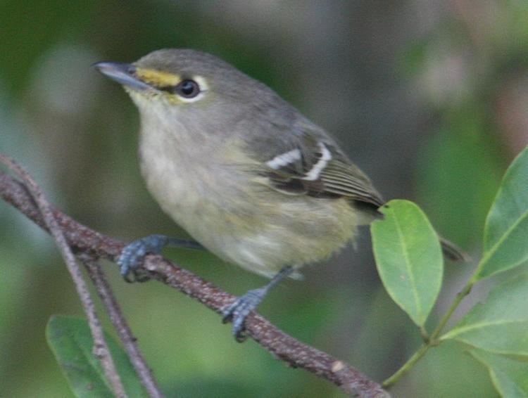 Thick-billed vireo Photos of Thickbilled Vireo Vireo crassirostris the Internet