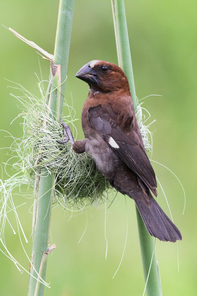 Thick-billed weaver Thickbilled Weaver Bird amp Wildlife Photography by Richard and