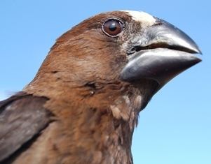 Thick-billed weaver WeaveResearch Unit Home