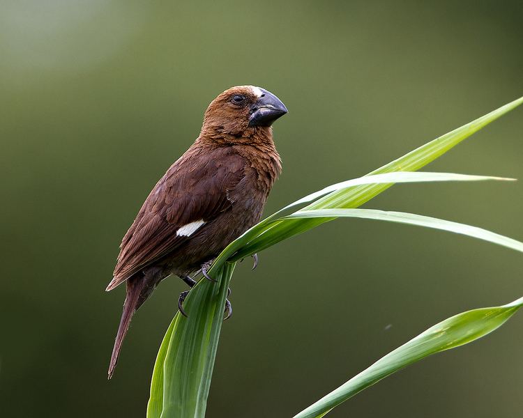 Thick-billed weaver Thickbilled Weaver Dikbekwewer Wild South Africa Kruger Flickr