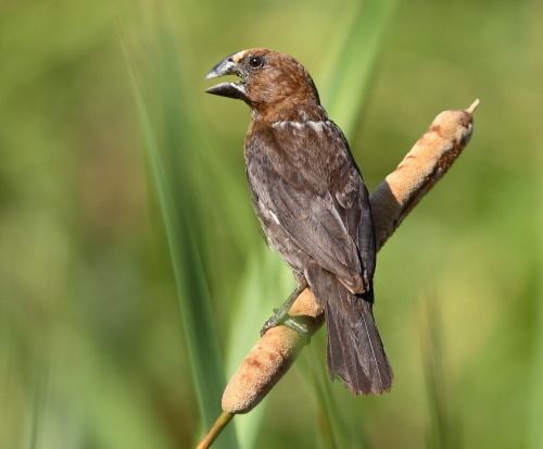 Thick-billed weaver Thickbilled Weaver Amblyospiza albifrons Buckham Birding