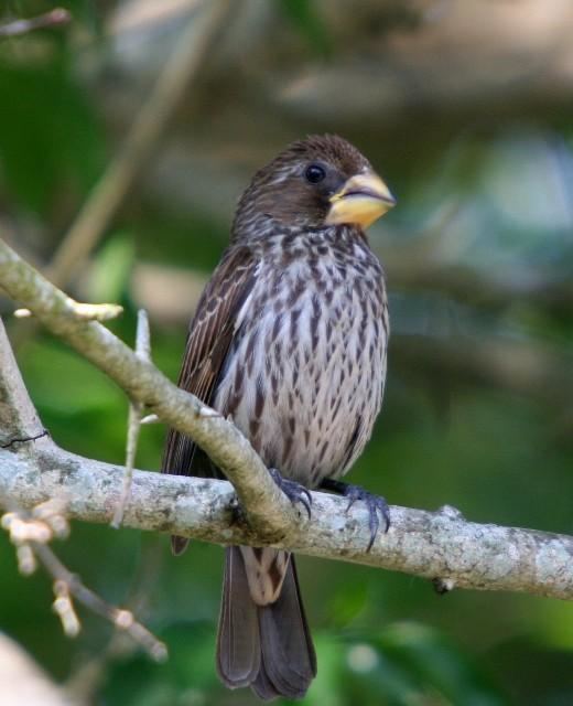 Thick-billed weaver Gallery of Thickbilled Weaver Amblyospiza albifrons the