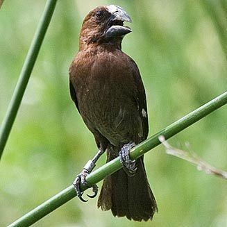 Thick-billed weaver wwwbiodiversityexplorerorgbirdsploceidaeimage