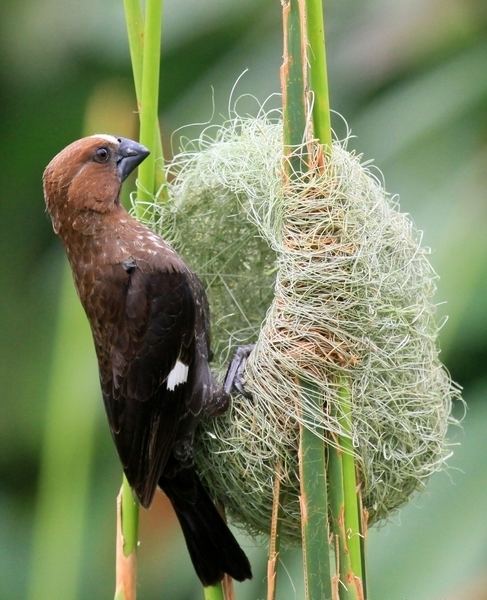 Thick-billed weaver Thickbilled weaver