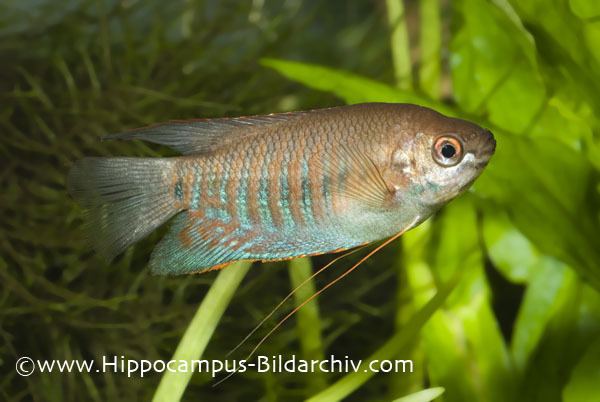 Thick-lipped gourami Trichogaster labiosa Thicklipped Gourami Seriously Fish