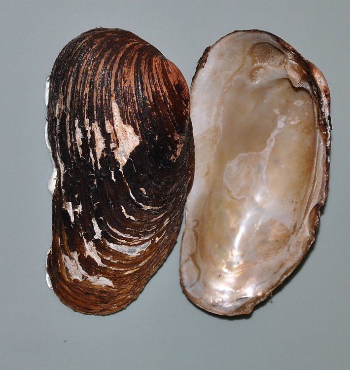 Thick shelled river mussel Image Unio crassus Thick Shelled River Mussel BioLibcz