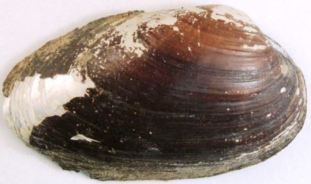 Thick shelled river mussel Thickshelled River Mussel Redorbit