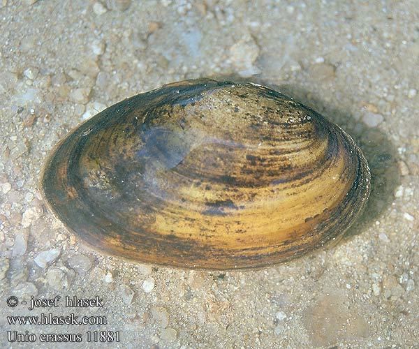 Thick shelled river mussel Unio crassus Thick shelled river mussel Tykskallet malermusling