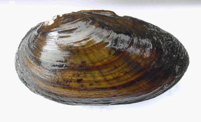 Thick shelled river mussel Thick shelled river mussel Wikipedia