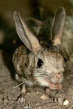 Thick-tailed three-toed jerboa wwwplanetmammiferesorgPhotosRongeurMyomoDip