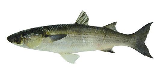 Thicklip grey mullet Mullet Grey Thicklip Marine Conservation Society