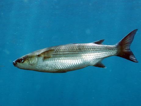 Thicklip grey mullet emgtChelon labrosusltemgt