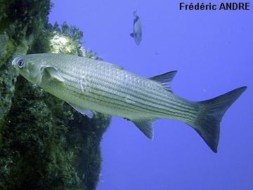 Thicklip grey mullet wwwcotebleueorgImageslabrosus3jpg