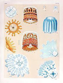 Thimble jellyfish httpsuploadwikimediaorgwikipediacommonsthu