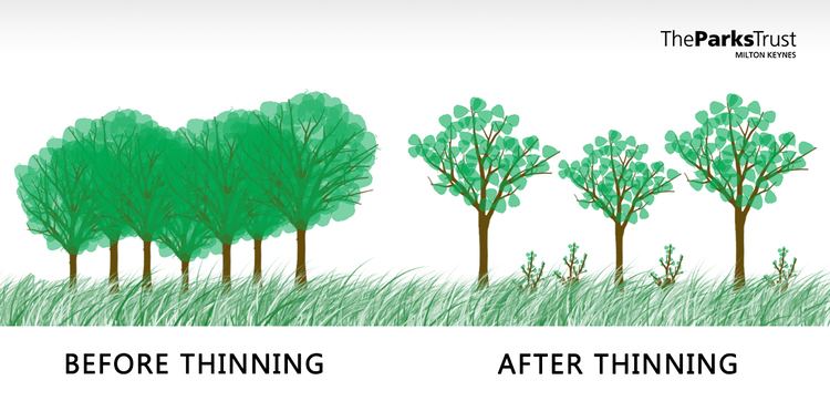 Thinning Tree Thinning amp Coppicing What is it amp why do we do it Latest